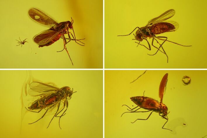 Six Fossil Flies (Diptera) In Baltic Amber #173629